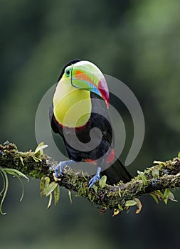 A Keel-billed toucan Ramphastos sulfuratus closeup perched on a mossy branch in the rainforests of Costa Rica