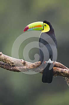 Keel-billed Toucan Ramphastos sulfuratus, Costa Rica