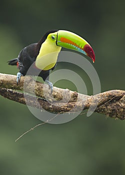 Keel-billed Toucan Ramphastos sulfuratus, Costa Rica