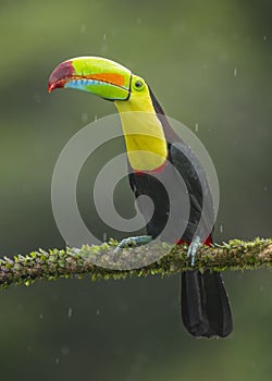 Keel-billed Toucan Ramphastos sulfuratus, Costa Rica