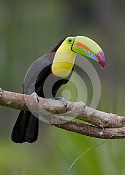 Keel-billed Toucan Ramphastos sulfuratus, Costa Rica