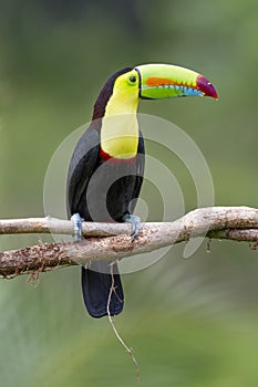 Keel-billed Toucan Ramphastos sulfuratus, Costa Rica