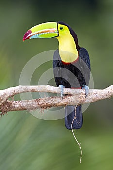 Keel-billed Toucan Ramphastos sulfuratus, Costa Rica