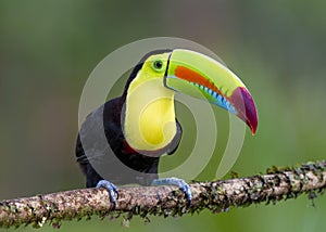 Keel-billed Toucan Ramphastos sulfuratus, Costa Rica