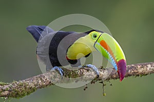 Keel-billed Toucan Ramphastos sulfuratus, Costa Rica