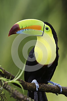 Keel-billed toucan (Ramphastos sulfuratus), Costa Rica