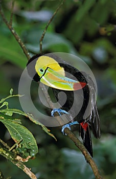 Keel-Billed Toucan, ramphastos sulfuratus, Grooming, Costa Rica