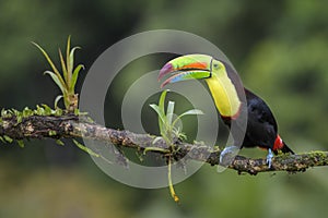 Keel-billed Toucan - Ramphastos sulfuratus photo