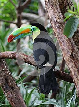 Keel-billed toucan