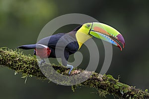 Keel-billed Toucan - Ramphastos sulfuratus photo