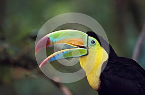 Keel-Billed Toucan, ramphastos sulfuratus, Portrait of Adult with Open Beak, Costa Rica