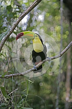 Keel-billed toucan, Ramphastos sulfuratus photo