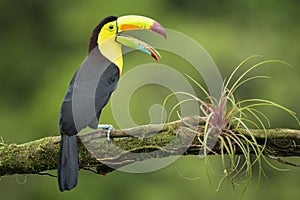 Keel-billed Toucan, Ramphastos sulfuratus, sitting on the branch with beak wide open