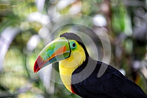 Keel-billed Toucan (Ramphastos sulfuratus) in Southern Mexico