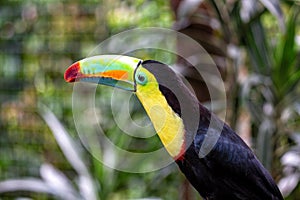 Keel-billed Toucan (Ramphastos sulfuratus) in Southern Mexico