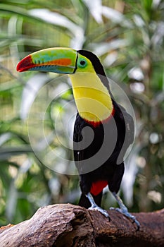 Keel-billed Toucan (Ramphastos sulfuratus) in Southern Mexico