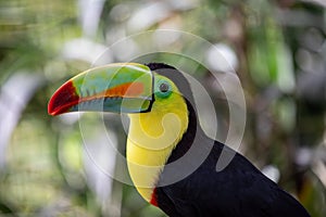 Keel-billed Toucan (Ramphastos sulfuratus) in Southern Mexico