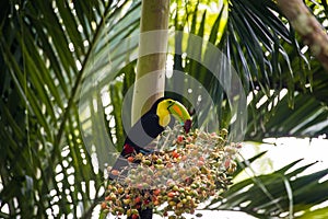 Keel-billed toucan or ramphastos sulfuratus in a tree