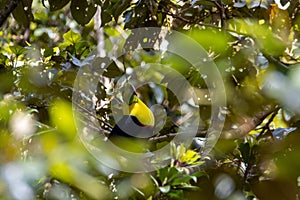 Keel-billed toucan, Ramphastos sulfuratus, in a tree