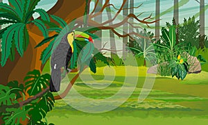 Keel-billed toucan sits on a branch of a tropical tree.