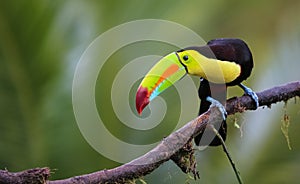 Keel Billed Toucan sitting on a branch in Costa Rica