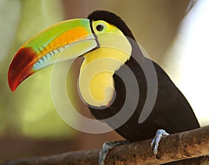 Keel billed toucan on tree branch, guatemala