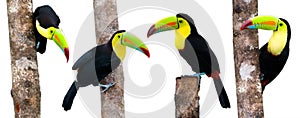 Keel Billed Toucans, from Central America. photo