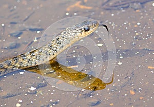 A keelback venomous snake in Queensland, Australia