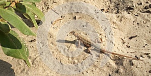 Keeled Earless Lizard