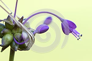 Keeled Garlic, Allium carinatum