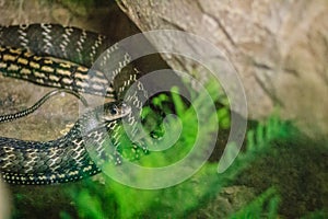 Keeled rat (Ptyas carinata) in the snake farm. Commonly known as