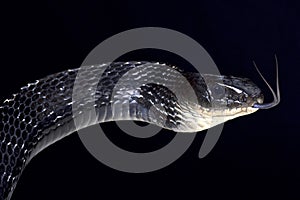 Keeled rat snake (Ptas carinatus)