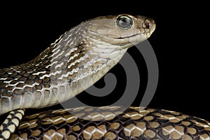 Keeled Rat Snake Ptyas carinata