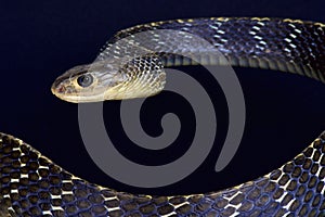 Keeled rat snake / Ptyas carinata