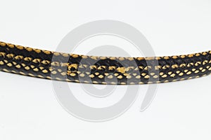 Keeled Rat Snake Ptyas carinata on white background