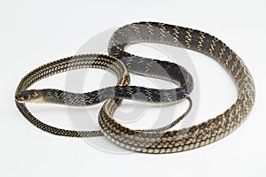 Keeled Rat Snake Ptyas carinata on white background