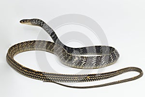 Keeled Rat Snake Ptyas carinata on white background