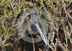 Keeled Skimmer