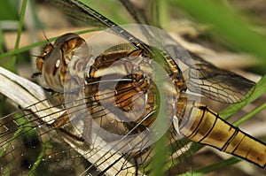 Keeled Skimmer Dragonfly