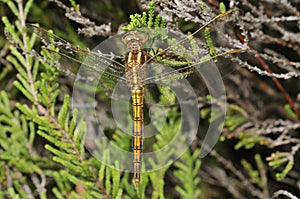 Keeled Skimmer Dragonfly