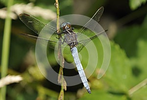 Keeled Skimmer Dragonfly