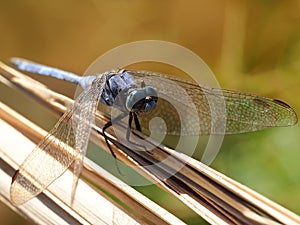 Keeled Skimmer Dragonfly Macro Shooting