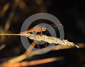 Keeled Skimmer Dragonfly - Orthetrum Coerulesce