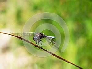 Keeled Skimmer Dragonfly, Orthetrum coerulescens facing camera