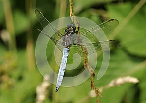 Keeled Skimmer Dragonfly