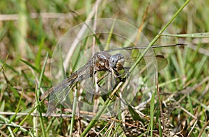 Keeled Skimmer Dragonfly