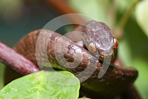 The keeled slug-eating snake, Pareas carinatus, is a species of snake in the family Pareidae