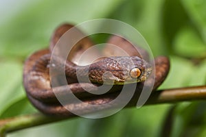 The keeled slug-eating snake, Pareas carinatus, is a species of snake in the family Pareidae