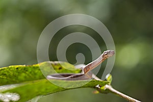 The keeled slug-eating snake, Pareas carinatus, is a species of snake in the family Pareidae . It is relatively widespread