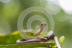 The keeled slug-eating snake, Pareas carinatus, is a species of snake in the family Pareidae . It is relatively widespread